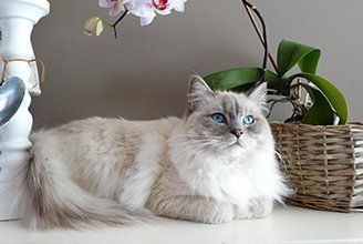 furry white cat