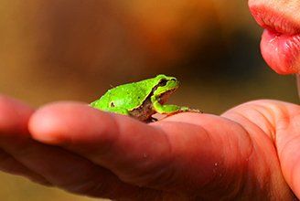 Green Frog