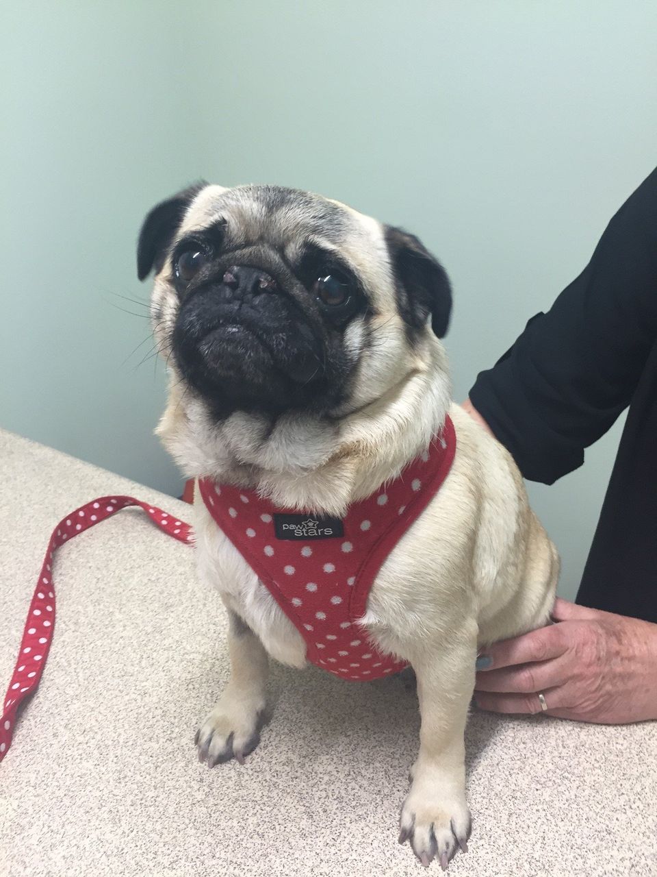 pug wearing red with polka dots