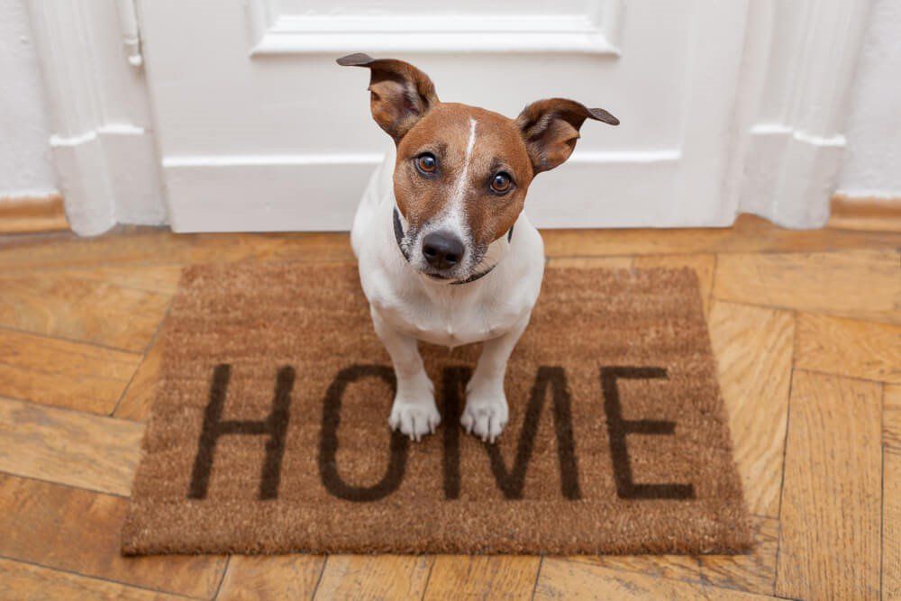 dog sitting on a rug with home sign on it
