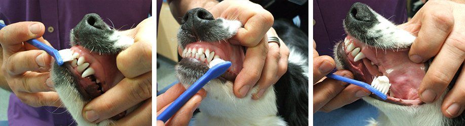 pet dental care using toothbrush