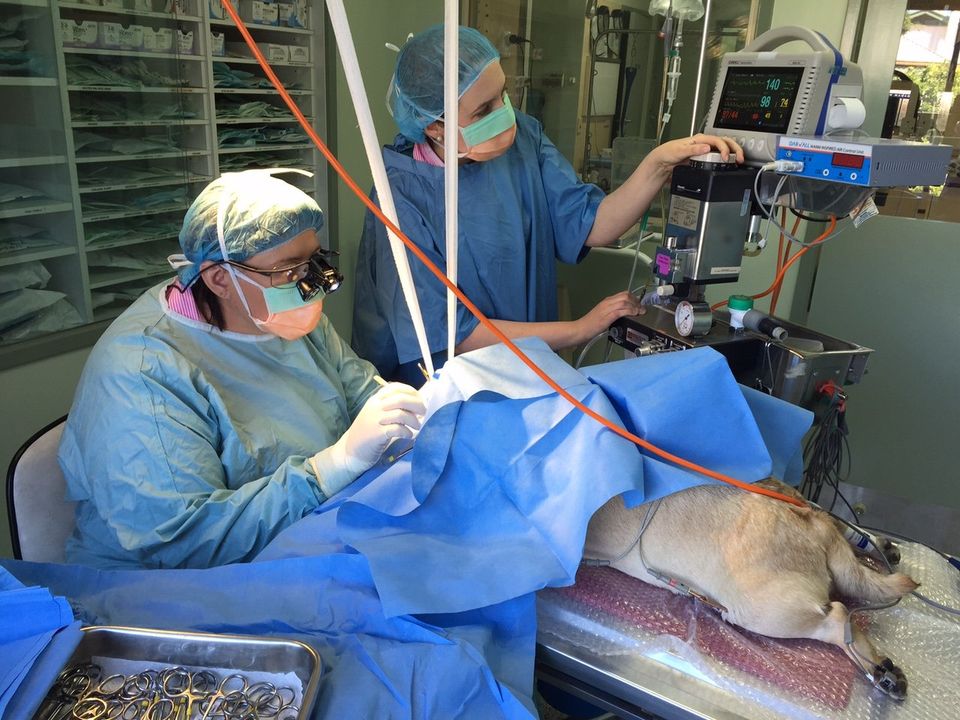 pug surgery