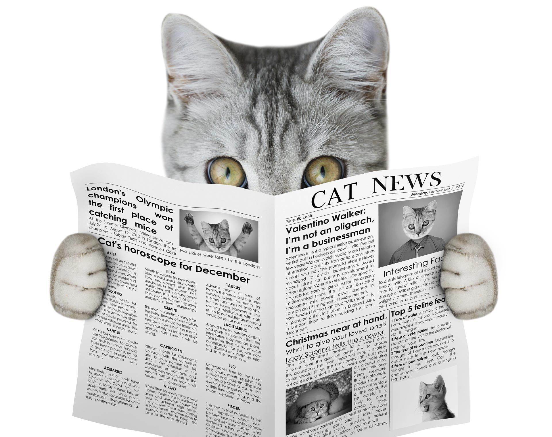 This newspaper reading read. Газета для кошек. Cat newspaper. Кошка из газеты. Кот из газеты картинки.