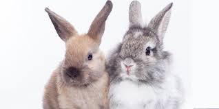white gray and brown rabbit