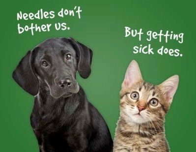 dog and cat needles don't bother us but getting sick does