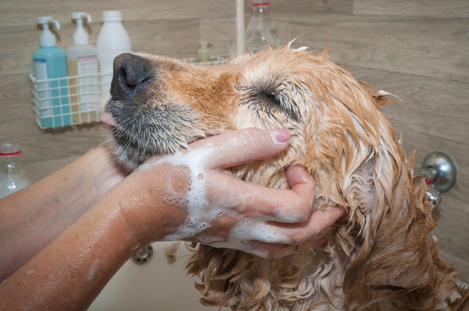 Сколько раз мыть собаку. Мытье собаки. Гигиена собак. Собаку моют.