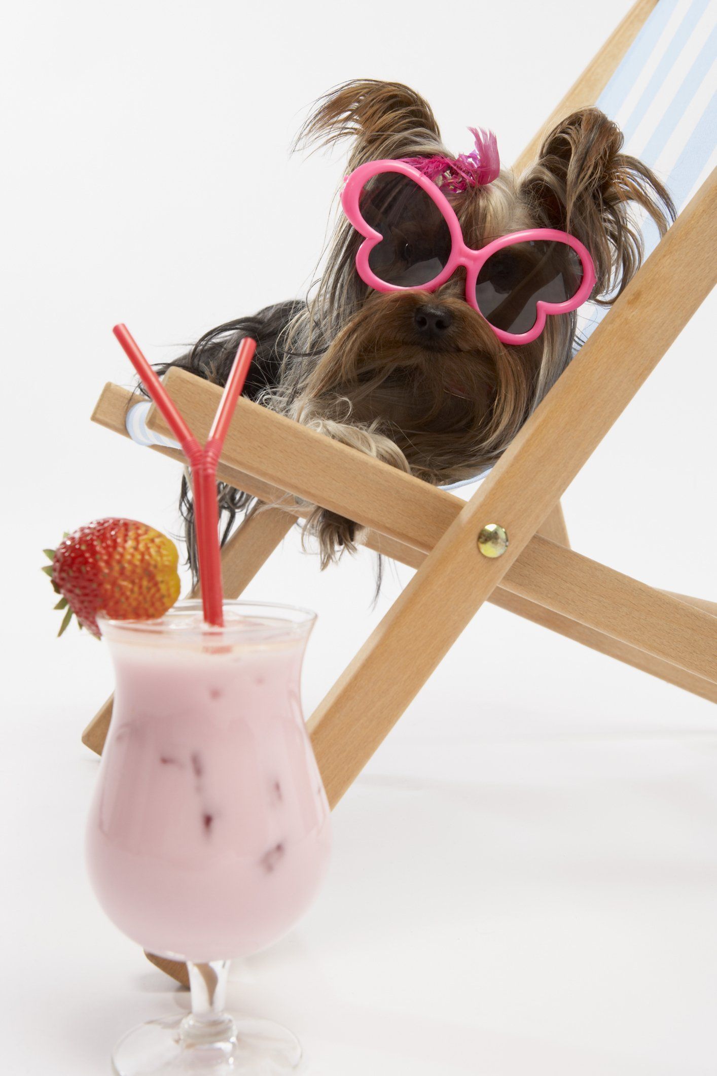 Dog Grooming Pensacola, FL