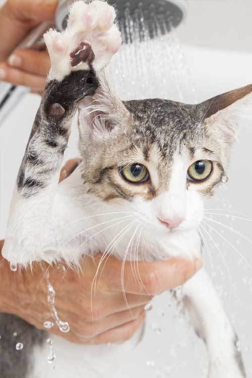 Cat Grooming Pensacola, FL