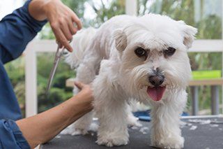 Dog Grooming Milton, FL