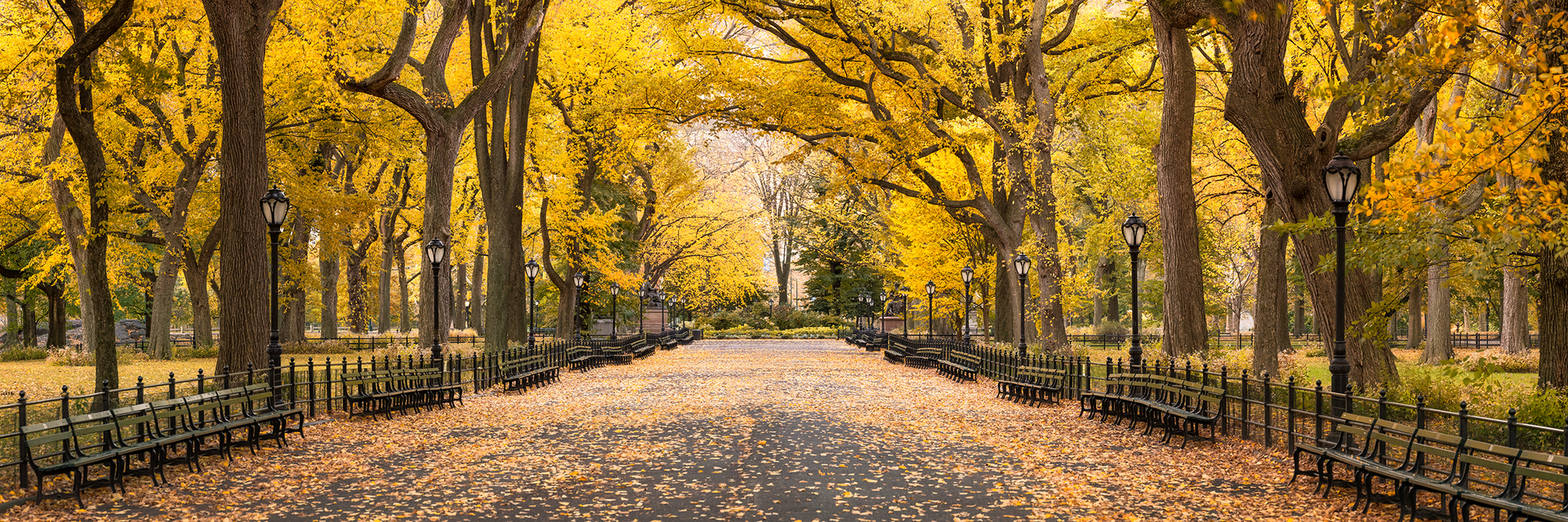Fall foliage in Central Park