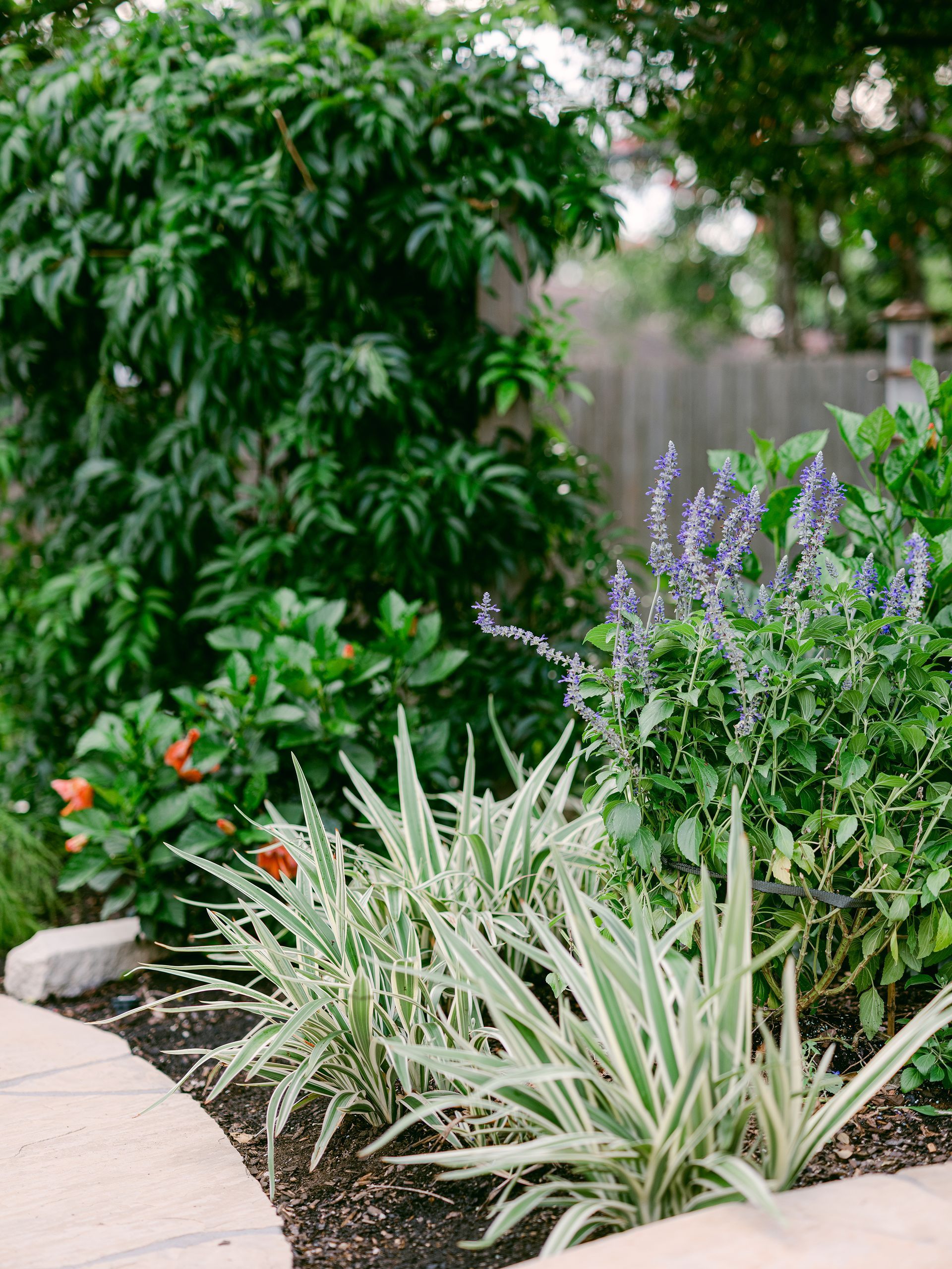 There are many different types of plants in the garden.