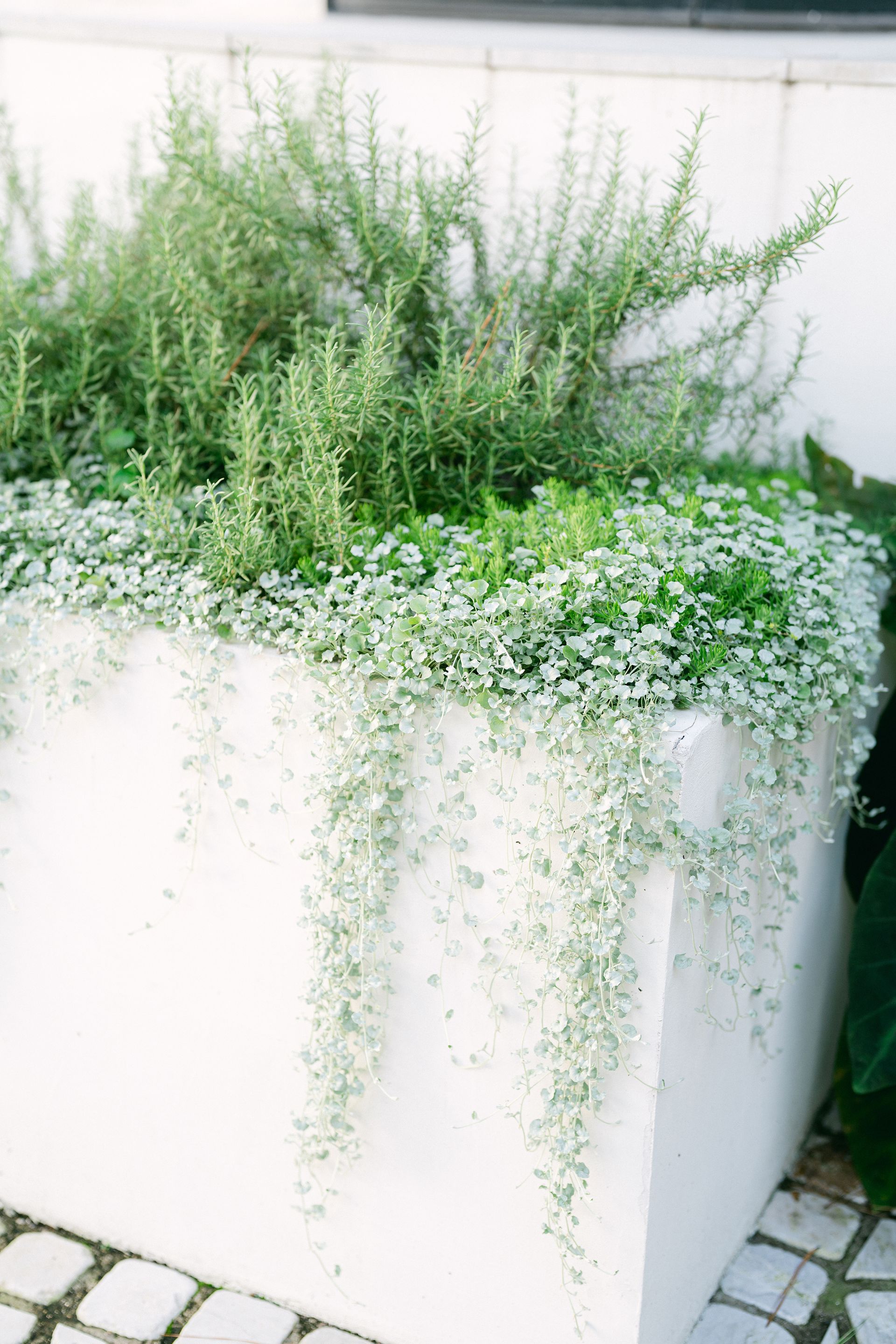 A white planter filled with lots of green plants.