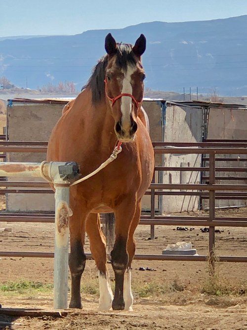 Geronimo Standing — Fruita, CO — Harmony Acres Equestrian Center