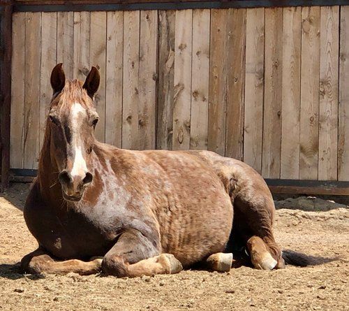 Horse Laying Down — Fruita, CO — Harmony Acres Equestrian Center