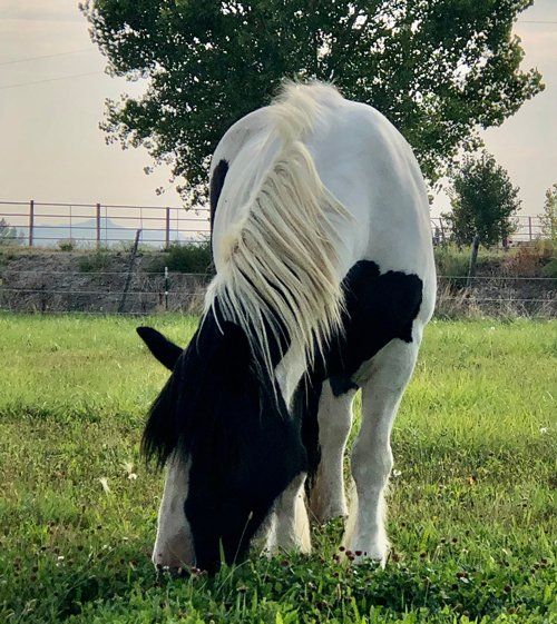 Pee Wee Eating A Grass — Fruita, CO — Harmony Acres Equestrian Center
