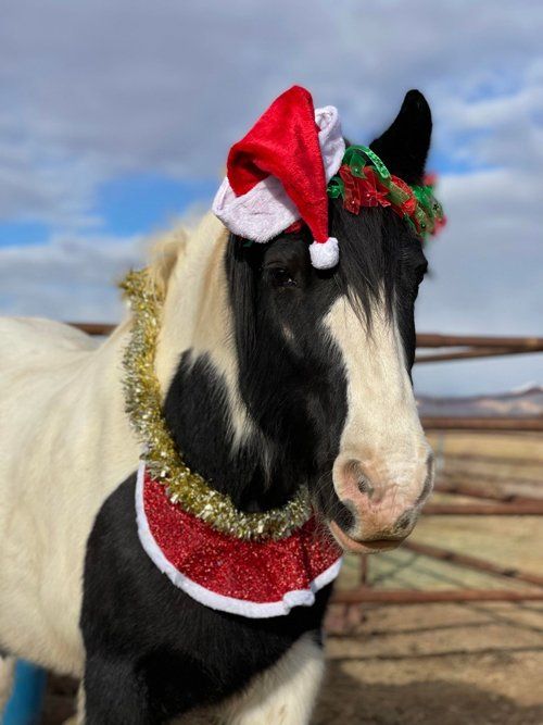 Pee Wee Wearing A Hat — Fruita, CO — Harmony Acres Equestrian Center