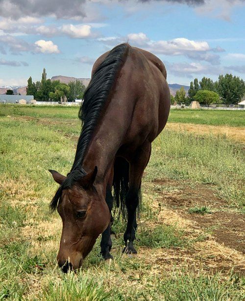 Spice Eating A Grass — Fruita, CO — Harmony Acres Equestrian Center