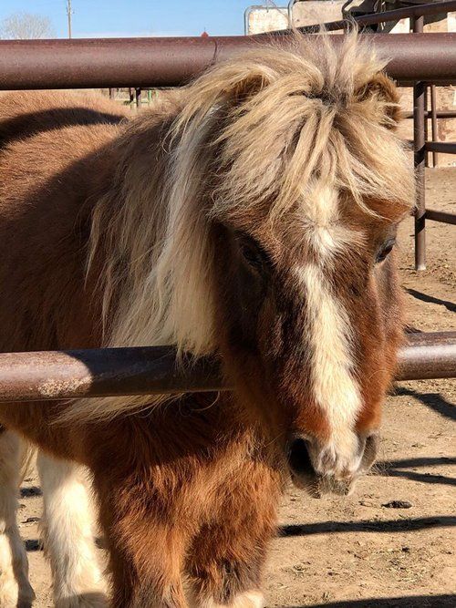 Small Horse — Fruita, CO — Harmony Acres Equestrian Center