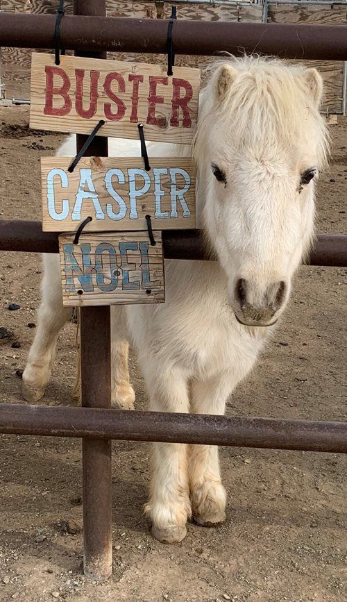 Casper Standing — Fruita, CO — Harmony Acres Equestrian Center
