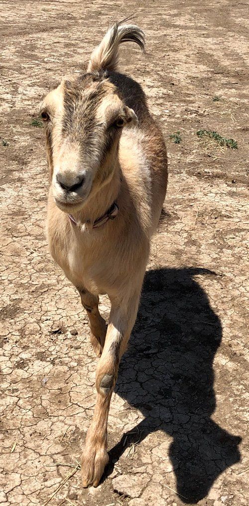 Brown Goat — Fruita, CO — Harmony Acres Equestrian Center