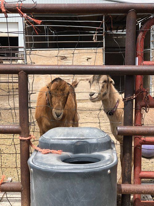 Two Goats — Fruita, CO — Harmony Acres Equestrian Center