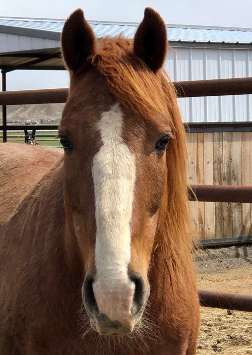 Brown Horse — Fruita, CO — Harmony Acres Equestrian Center