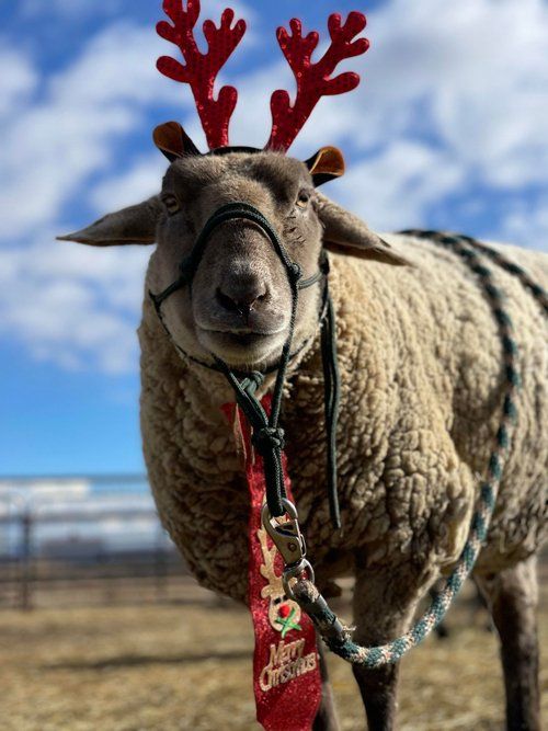 Sheep Wearing Christmas Décor — Fruita, CO — Harmony Acres Equestrian Center