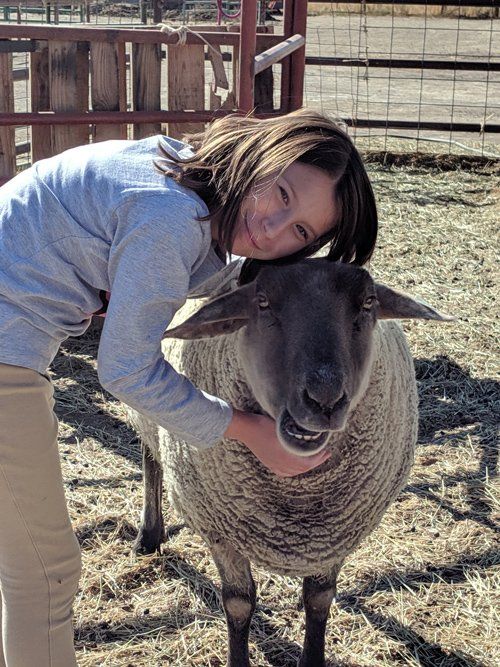 Sheep With A Kid — Fruita, CO — Harmony Acres Equestrian Center