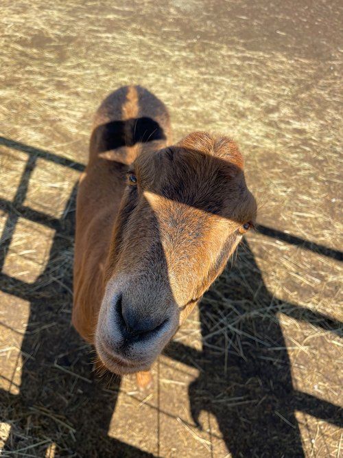 Lamancha Goat — Fruita, CO — Harmony Acres Equestrian Center