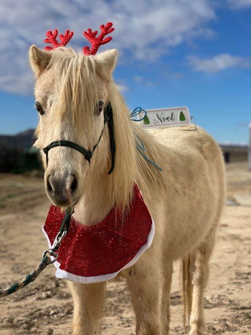Horse Wearing Christmas Decorations — Fruita, CO — Harmony Acres Equestrian Center