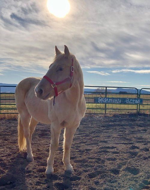 Sonny Standing — Fruita, CO — Harmony Acres Equestrian Center