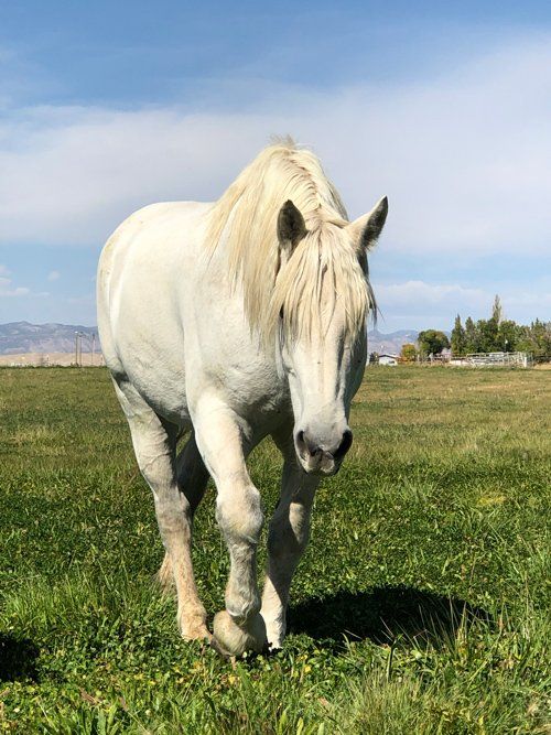 Toby Walking — Fruita, CO — Harmony Acres Equestrian Center