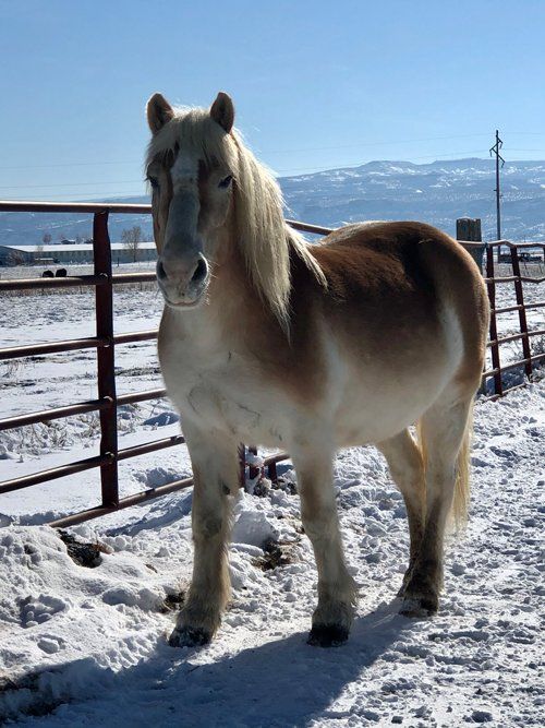Whimsical Standing — Fruita, CO — Harmony Acres Equestrian Center