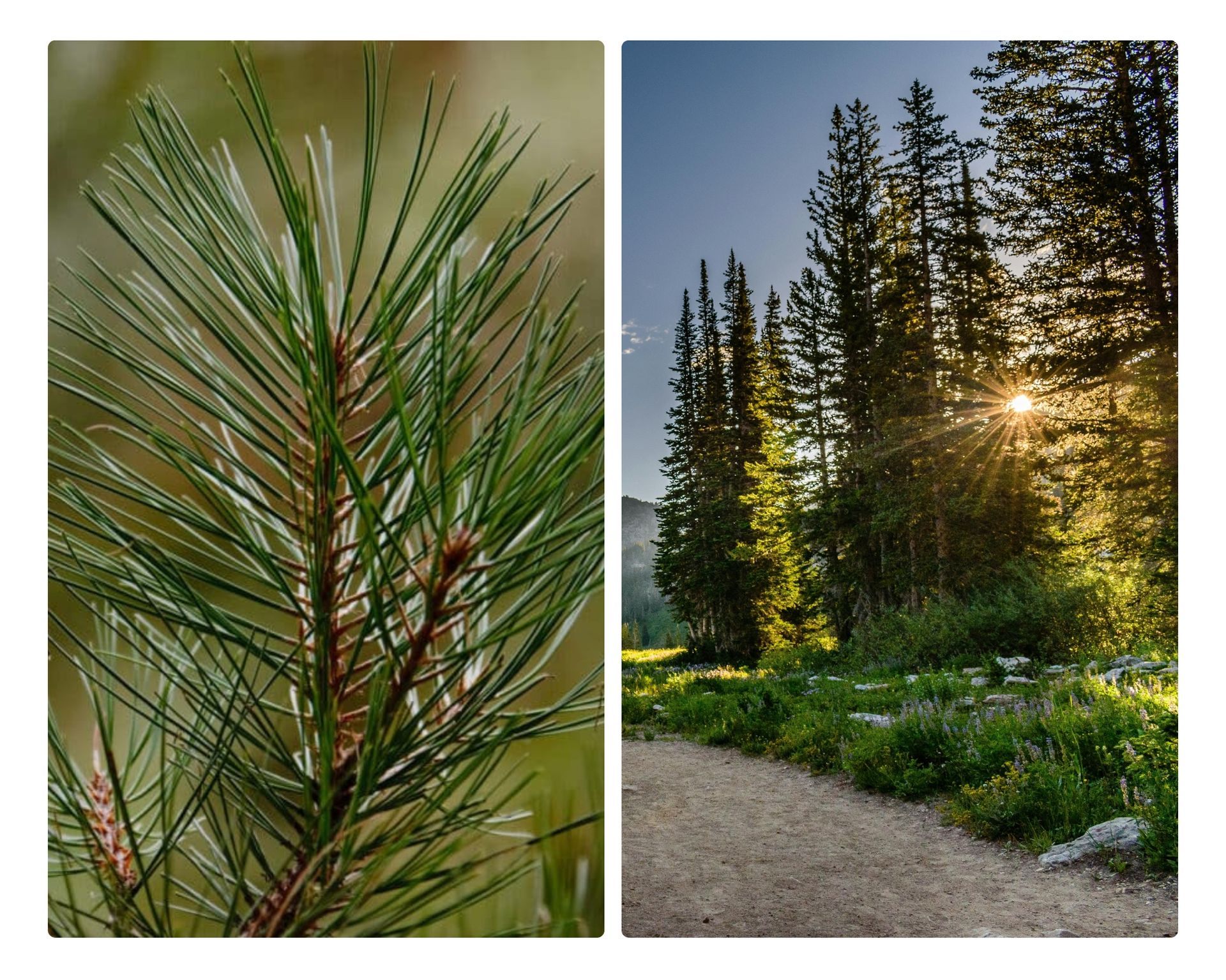 Five of the Most Common Trees Found in Colorado