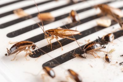 Cockroaches — Leongatha, VIC — South Gippsland Pest Control