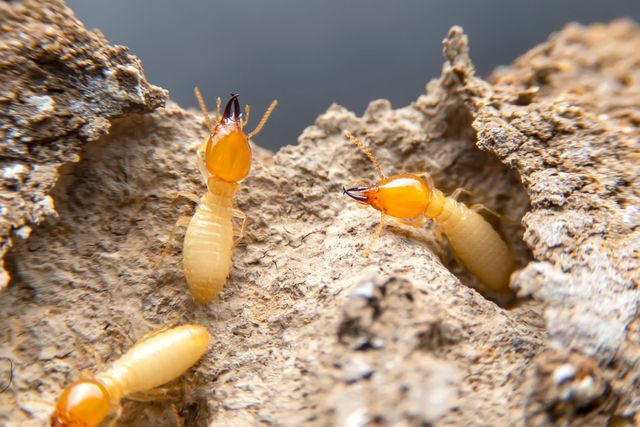 Termites — Leongatha, VIC — South Gippsland Pest Control