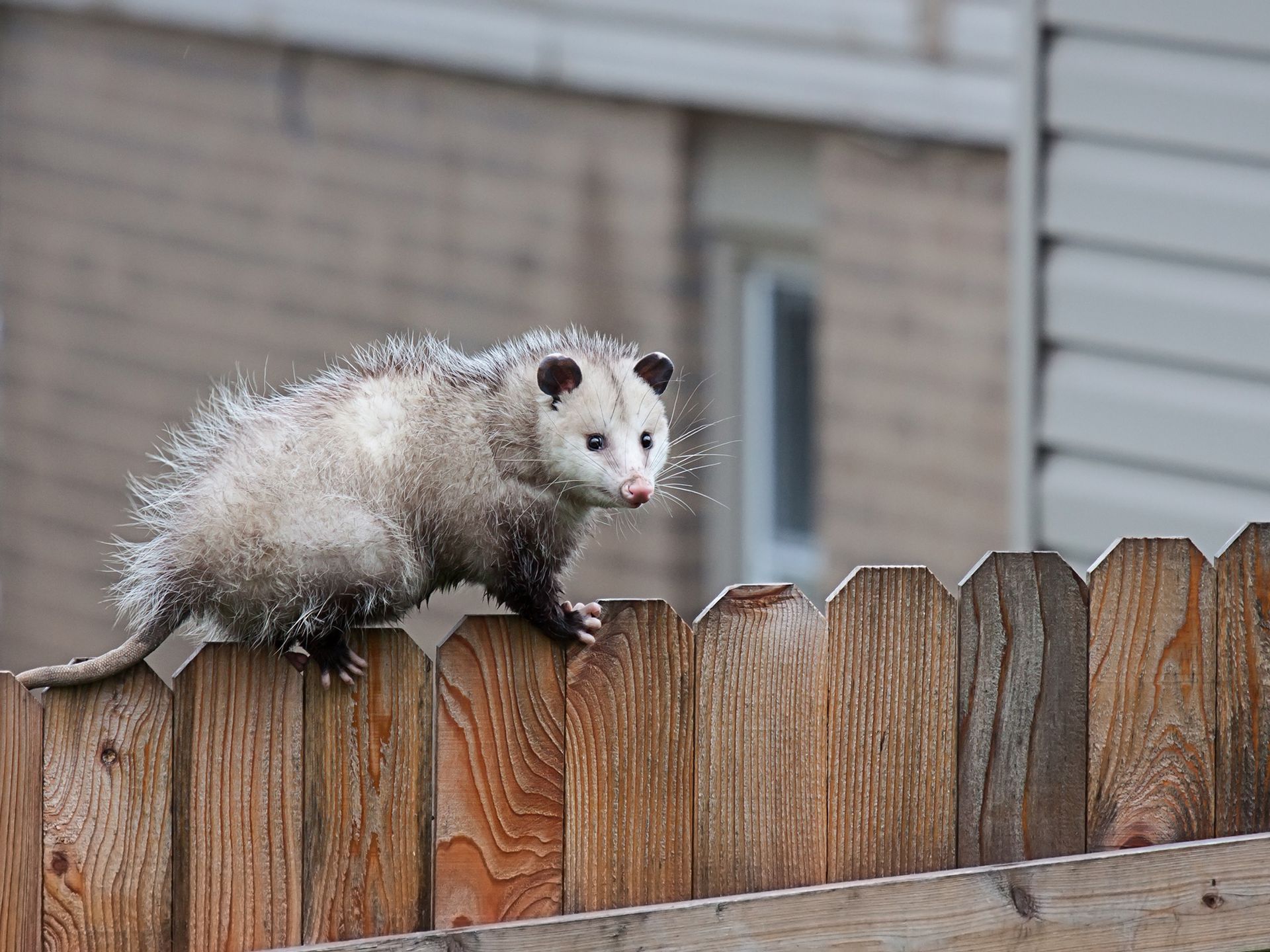 Possum — Leongatha, VIC — South Gippsland Pest Control