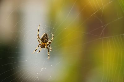 Spider — Leongatha, VIC — South Gippsland Pest Control