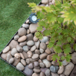 Planted acer with pebbles