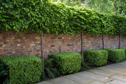 Pleached privacy screening trees