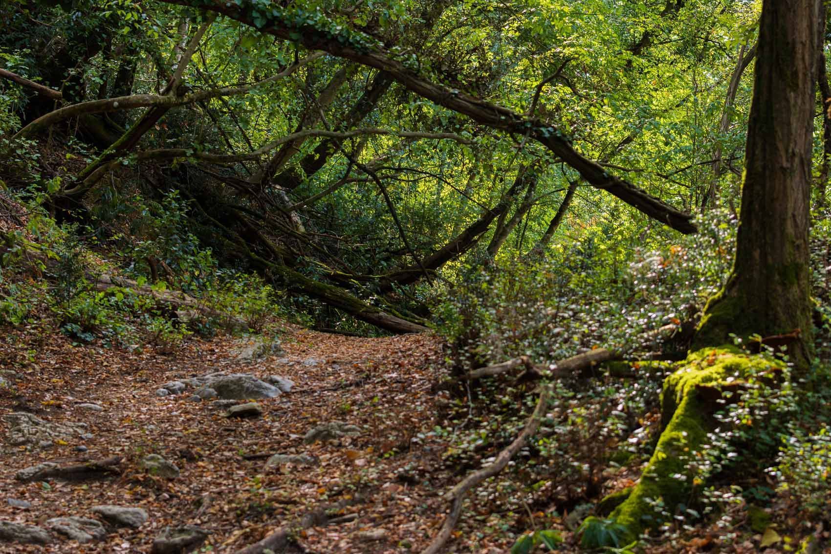 A fallen tree in the middle of a forest with moss on the ground.