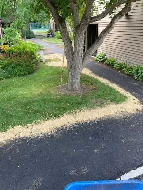 Tree trunk with light-colored debris on asphalt pathway and green grass. A building is on the right, and a tennis court is in the background.