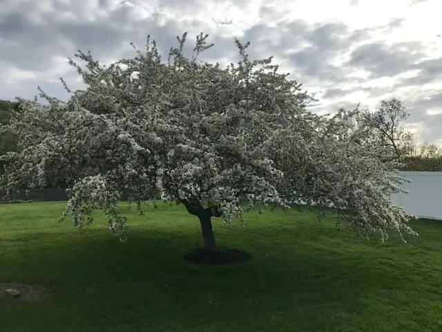 Flowering tree in a green yard, against a cloudy sky.