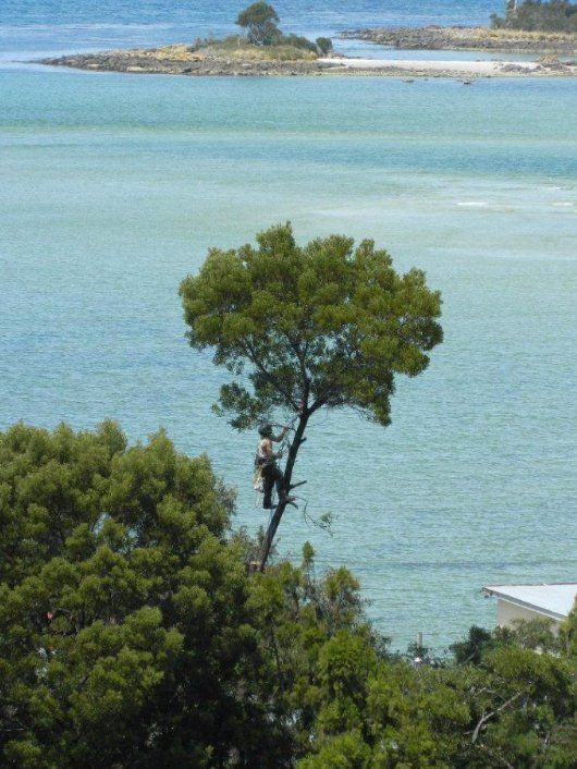 tree near the ocean