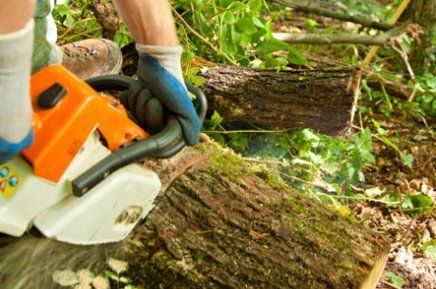 Tree surgery tree surgery