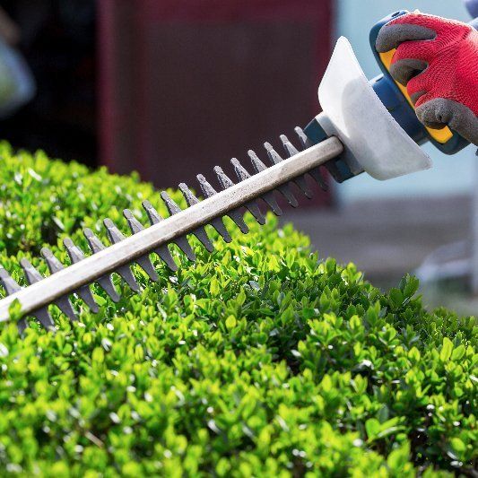 hedge trimming