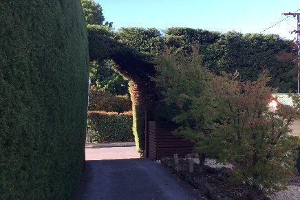 pruning and hedge trimming