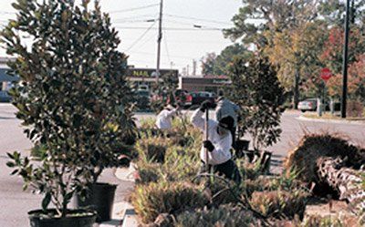 Arborist Services —Cutting small trees in Savannah, GA