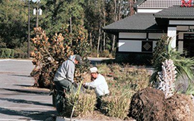 Tree Maintenance Services — Two Men Cutting Trees in Savannah, GA