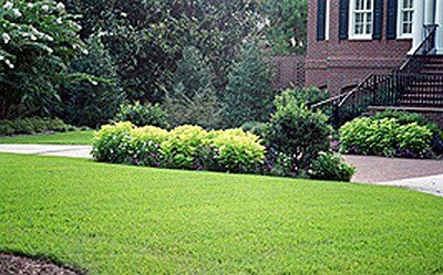 Landscaping Maintenance — Green landscape shrubs in Savannah, GA
